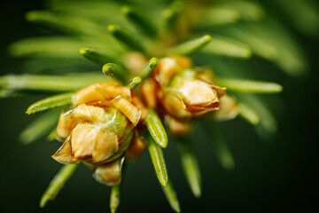 Young green spruce branches with buds in spring.