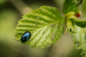 Forest beetle on a young green spring leaf.