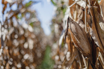 detail of a corn field