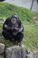 Black Monkey sitting in the grass smiling at camera and showing her middle finger