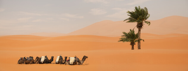 Ouzina desert with palm tree