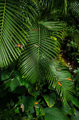 Heliconius, Zebra Longwing, Postman and Dryas Butterflies on a green leaf in a greenhouse