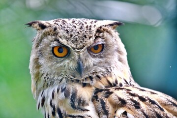 Nahaufnahme Eulenvogel