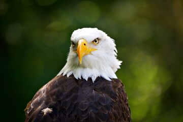 Nahaufnahme Weisskopfseeadler