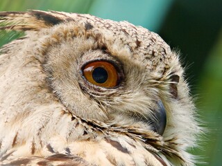 Nahaufnahme Eulenvogel