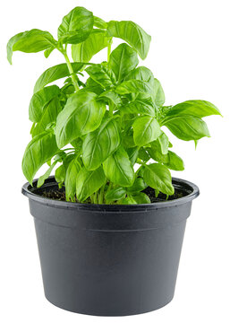 Basil. Bunch of fresh basil in a pot. Grow herbs basil plant. Aromatic green herbal leaves for cooking salad with vegetables. Farm agriculture. Seedling or sprout. Natural raw health vegetarian plant