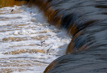 Jumping fishes in the river in waterfall