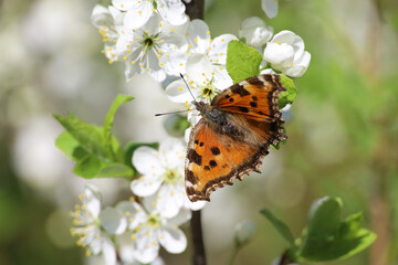 Fototapeta na wymiar Spring season, European small tortoiseshell butterfly (Aglais urticae) sitting on a cherry blossom