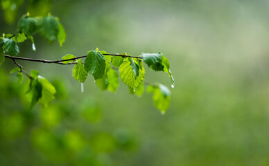 Branch with green leaves of a beech tree in the rain. Shallow depth of field. nature background.