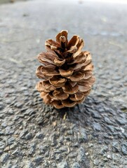 pine cone on the ground