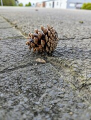 pine cone on the ground