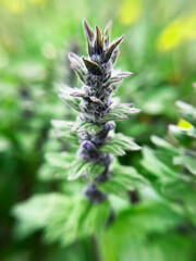 blooming Ajuga genevensis plant close -up