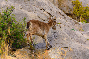 Cabras montesas salvajes en borriol