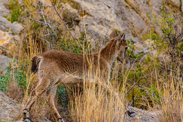 Cabras montesas salvajes en borriol