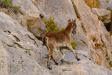 Cabras montesas salvajes en borriol
