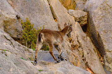 Cabras montesas salvajes en borriol
