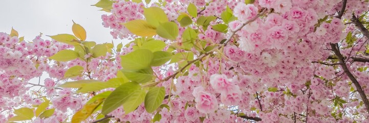 Blossoming pink cherry blossoms against a soft sky, signaling the arrival of spring and related to...