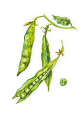 green peas isolated on white background