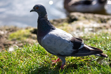 pigeon on grass next to a lake