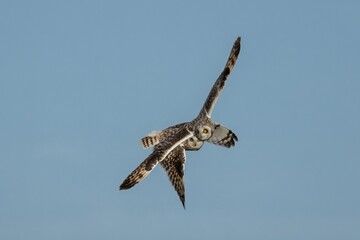 short eared owl pair flying and staring