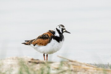A ruddy turnstone