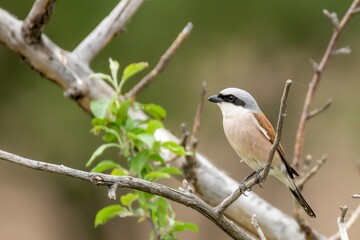 a male red backed shrike