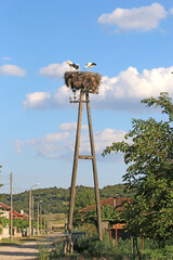 White storks in their nest in Bulgaria