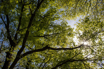 Arboles en una mañana de primavera con vista al cielo azul panorámico 