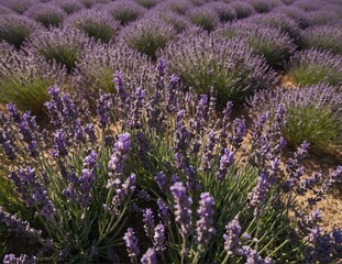 Blooming lavender field on a sunny day