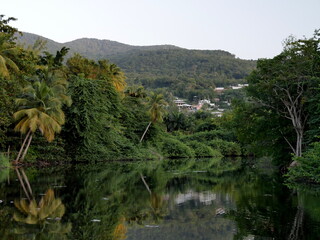 Fototapeta na wymiar Nature landscape of mangrove in Deshaies, guadeloupe