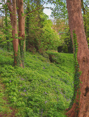 Trees and bluebells.