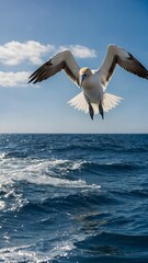 Large seabird with white body, yellow head, black-tipped wings hovers in air above dark blue ocean with white-capped waves. Bird frozen in motion, wings outstretched.