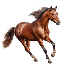 Fototapeta premium horse in running pose isolated on a transparent background 