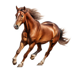 Obraz premium horse in running pose isolated on a transparent background 