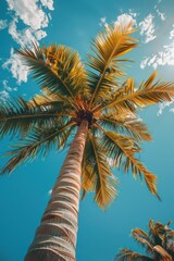 single palm tree isolated on a beach background