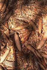 Pine cones on the ground background image, spring season theme 