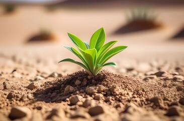 A small green plant growing in dry desert soil
