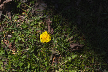 Dandelion Plant copy space natural background selective focus top down view