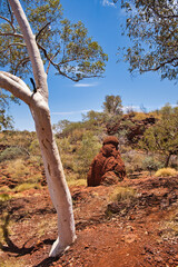 Gum tree, desert vegetation and a large termite mound in the Western Australian outback. Karijini National Park, Pilbara
