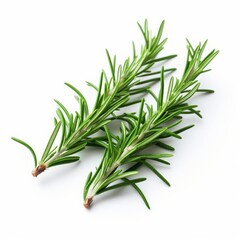Two green rosemary sprigs are on a white background