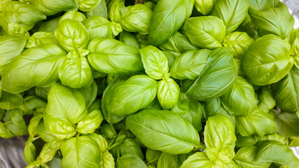 Lush green basil leaves fill the frame, ideal for culinary and herbal themes, related to healthy...