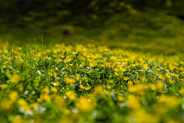 Yellow spring flowers have bloomed in field. natural background. Fauna