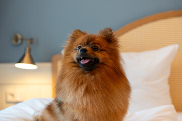 A red Spitz dog lies on a large bed in a bright hotel room. Spitz dog resting on the bed of a hotel room.