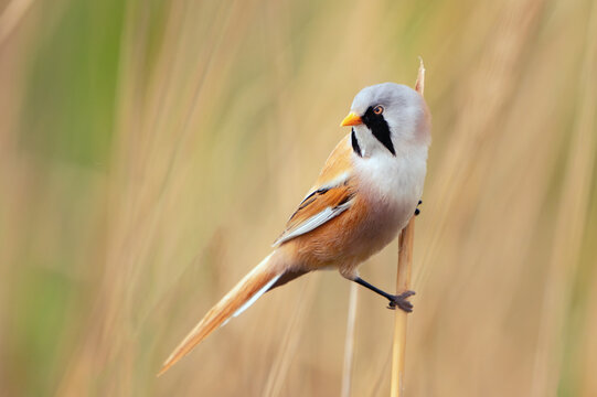 Bird male bearded tit sits on a reed. Panurus biarmicus