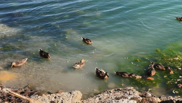 Lake Abrau in the village of Abrau-Durso, Russia. Ducks on a seaweed lake on a summer day. Light ripples on the calm surface of the water. Ducks eat duckweed in the water. Lake in the Caucasus. 4K