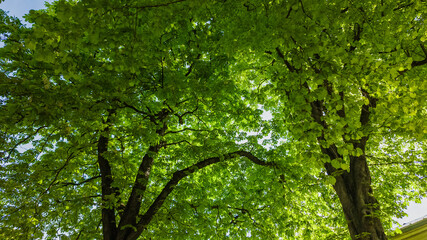 Fototapeta premium Lush green tree canopy in springtime, perfect for Earth Day and nature conservation themes, illustrating the freshness of the season