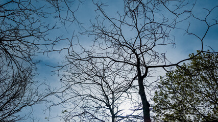 Bare tree branches silhouetted against a blue sky with early spring foliage emerging, ideal for Earth Day and Arbor Day concepts