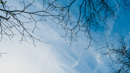Bare tree branches against a serene blue sky, symbolizing early spring or autumn and the concept of...