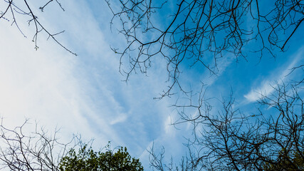 Tranquil blue sky with delicate wispy clouds framed by silhouetted bare branches, evoking Earth Day and the change of seasons