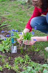 Fototapeta premium woman planting flowers in the garden